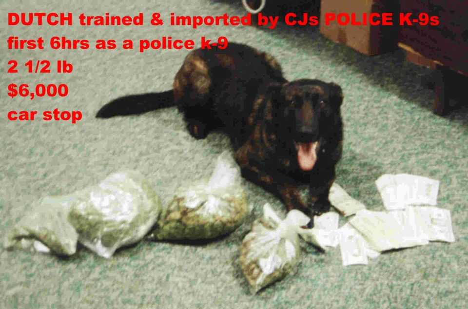 Detection dog shown with a police K-9 seizure
