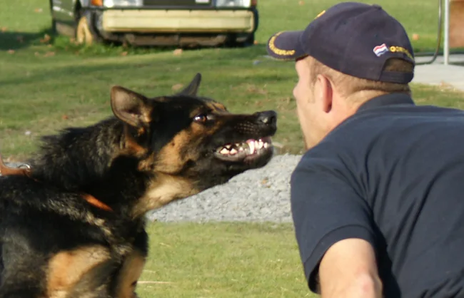 Working-dog assessment at K-9 Dog Centre Nederland